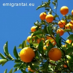 Apelsinu fabrikas iesko darbuotoju Ispanijoje