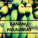 Bananų fasavimas Olandijoje