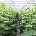 Danish agricultural company is looking for stable and qualified cucumber pickers.