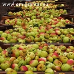 Darbas-obuolių surinkimas Olandijoje