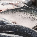 Darbui Norvegijoje reikalingi žuvies pramonės darbuotojai