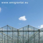 ***Job in Danish greenhouses**