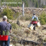 Kviečiame prisijungti prie miško sodinimo komandos (darbas Švedijoje)