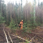 Reikalingi darbininkai sodinti miškus Švedijoje