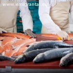 Reikalingi žuvies pramonės darbuotojai su patirtimi (šviežia arba file)