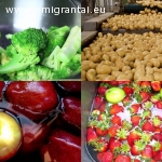 Siūlome darbą vaikinams Olandijoje, daržovių sandėliuose,  apgyvendinami nemokamai