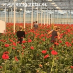 Skubiai ieškome merginų, porų darbui prie gėlių šiltnamyje ir lauke Olandijoje
