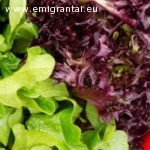 Skubiai reikalingi salotų bei daržovių pakuotojai