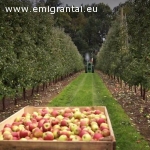 Work on harvesting apples